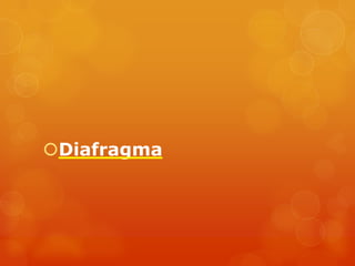 Diafragma
 