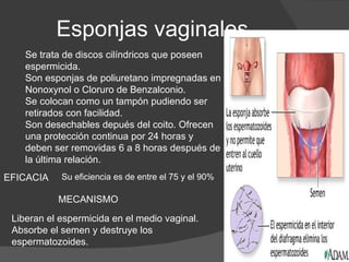 Esponjas vaginales
    Se trata de discos cilíndricos que poseen
    espermicida.
    Son esponjas de poliuretano impregnadas en
    Nonoxynol o Cloruro de Benzalconio.
    Se colocan como un tampón pudiendo ser
    retirados con facilidad.
    Son desechables depués del coito. Ofrecen
    una protección continua por 24 horas y
    deben ser removidas 6 a 8 horas después de
    la última relación.
EFICACIA    Su eficiencia es de entre el 75 y el 90%

           MECANISMO
 Liberan el espermicida en el medio vaginal.
 Absorbe el semen y destruye los
 espermatozoides.
 