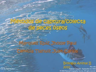 Métodos de captura/colecta
     de peces óseos

  Márquez Ruíz Jhosse Paul
  Denicia Tlahuiz Juan Carlos

                      Biología Animal II
                      2010
 