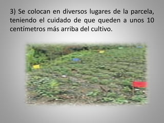 3) Se colocan en diversos lugares de la parcela,
teniendo el cuidado de que queden a unos 10
centímetros más arriba del cultivo.
 