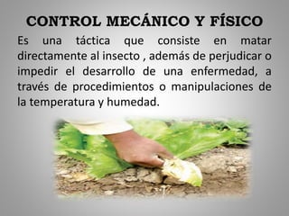 CONTROL MECÁNICO Y FÍSICO
Es una táctica que consiste en matar
directamente al insecto , además de perjudicar o
impedir el desarrollo de una enfermedad, a
través de procedimientos o manipulaciones de
la temperatura y humedad.
 
