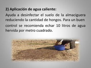 2) Aplicación de agua caliente:
Ayuda a desinfectar el suelo de la almaciguera
reduciendo la cantidad de hongos. Para un buen
control se recomienda echar 10 litros de agua
hervida por metro cuadrado.
 