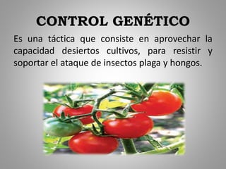 CONTROL GENÉTICO
Es una táctica que consiste en aprovechar la
capacidad desiertos cultivos, para resistir y
soportar el ataque de insectos plaga y hongos.
 