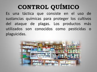 CONTROL QUÍMICO
Es una táctica que consiste en el uso de
sustancias químicas para proteger los cultivos
del ataque de plagas. Los productos más
utilizados son conocidos como pesticidas o
plaguicidas.
 