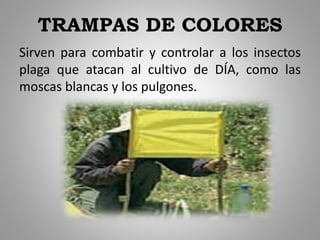 TRAMPAS DE COLORES
Sirven para combatir y controlar a los insectos
plaga que atacan al cultivo de DÍA, como las
moscas blancas y los pulgones.
 