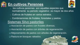 En cultivos Perennes
o los cultivos perennes son aquellas especies que
normalmente su periodo vegetativo es mayor de dos años
o Cultivos de frutales en varios estratos.
o Combinaciones de frutales, forestales y pastos.
Sistemas Silvo pastoriles
 Asociación de pastos con frutales diversos.
 Asociación de pastos con árboles de regeneración.
 Mejoramiento de pastos con árboles de regeneración.
 Pastura en bosques raleados.
 