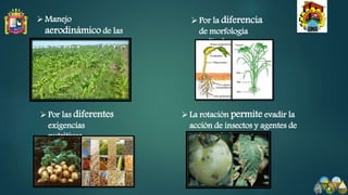 Manejo
aerodinámico de las
malezas
Por la diferencia
de morfología
radicular
Por las diferentes
exigencias
nutritivas
La rotación permite evadir la
acción de insectos y agentes de
enfermedades
 