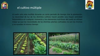 el suelo solo esta mullido durante un corto periodo de tiempo tras la plantación.
La necesidad de luz de los distintos cultivos hacen posible una mayor actividad
fotosintética en cualquier momento y los elementos nutritivos del suelo se utilizan
mejor ya que las necesidades de las distintas plantas cultivadas no son las mismas
y no suceden al mismo tiempo
el cultivo múltiple
 