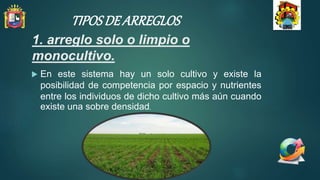 1. arreglo solo o limpio o
monocultivo.
 En este sistema hay un solo cultivo y existe la
posibilidad de competencia por espacio y nutrientes
entre los individuos de dicho cultivo más aún cuando
existe una sobre densidad.
TIPOSDE ARREGLOS
 