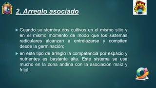 2. Arreglo asociado
 Cuando se siembra dos cultivos en el mismo sitio y
en el mismo momento de modo que los sistemas
radiculares alcanzan a entrelazarse y compiten
desde la germinación;
 en este tipo de arreglo la competencia por espacio y
nutrientes es bastante alta. Este sistema se usa
mucho en la zona andina con la asociación maíz y
fríjol.
 