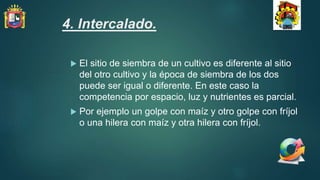 4. Intercalado.
 El sitio de siembra de un cultivo es diferente al sitio
del otro cultivo y la época de siembra de los dos
puede ser igual o diferente. En este caso la
competencia por espacio, luz y nutrientes es parcial.
 Por ejemplo un golpe con maíz y otro golpe con fríjol
o una hilera con maíz y otra hilera con fríjol.
 