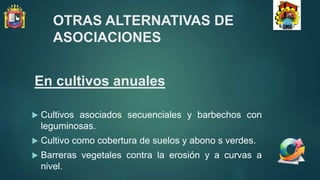 En cultivos anuales
 Cultivos asociados secuenciales y barbechos con
leguminosas.
 Cultivo como cobertura de suelos y abono s verdes.
 Barreras vegetales contra la erosión y a curvas a
nivel.
OTRAS ALTERNATIVAS DE
ASOCIACIONES
 
