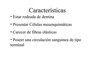 • Estar rodeada de dentina
• Presentar Células mesenquimáticas
• Carecer de fibras elásticas
• Poseer una circulación sanguínea de tipo
terminal
Características
 