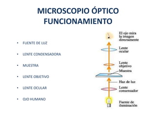 MICROSCOPIO ÓPTICO
            FUNCIONAMIENTO

•   FUENTE DE LUZ

•   LENTE CONDENSADORA

•   MUESTRA

•   LENTE OBJETIVO

•   LENTE OCULAR

•   OJO HUMANO
 
