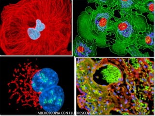 MICROSCOPIA CON FLUORESCENCIA
 