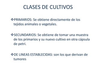 CLASES DE CULTIVOS

PRIMARIOS: Se obtiene directamente de los
 tejidos animales o vegetales.

SECUNDARIOS: Se obtiene de tomar una muestra
 de los primarios y su nuevo cultivo en otra cápsula
 de petri.

DE LINEAS ESTABLECIDAS: son los que derivan de
 tumores
 