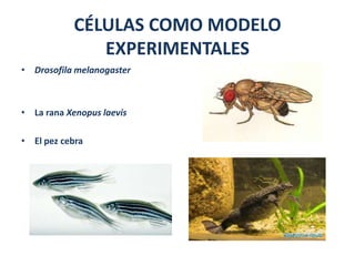 CÉLULAS COMO MODELO
              EXPERIMENTALES
• Drosofila melanogaster



• La rana Xenopus laevis

• El pez cebra
 