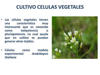 CULTIVO CELULAS VEGETALES

• Las células vegetales tienen
  una      característica  muy
  interesante que es conocida
  como        totipotencia    o
  pluriopotencia. Lo cual ayuda
  que en cultivo se puedan
  generar otros tejidos.

• Células    como    modelo
  experimental:   Arabidopsis
  thaliana
 