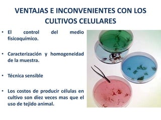 VENTAJAS E INCONVENIENTES CON LOS
            CULTIVOS CELULARES
• El     control     del    medio
  fisicoquímico.

• Caracterización y homogeneidad
  de la muestra.

• Técnica sensible

• Los costos de producir células en
  cultivo son diez veces mas que el
  uso de tejido animal.
 