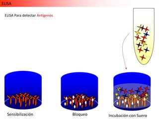 ELISA

 ELISA Para detectar Antígenos




  Sensibilización                Bloqueo   Incubación con Suero
 