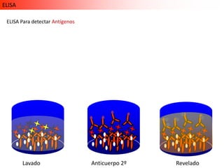 ELISA

 ELISA Para detectar Antígenos




        Lavado                   Anticuerpo 2º   Revelado
 
