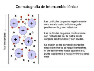 Cromatografía de intercambio iónico
 
