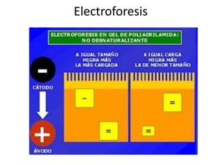 Electroforesis
 
