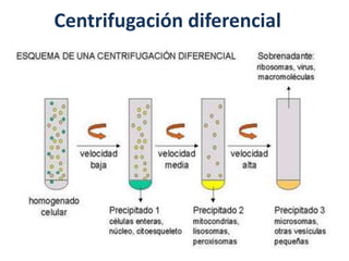 Centrifugación diferencial
 