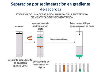 Separación por sedimentación en gradiente
               de sacarosa
 