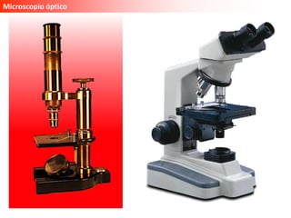 Microscopio óptico
 
