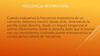 FRECUENCIA RESPIRATORIA
Cuando evaluamos la frecuencia respiratoria de un
rumiante, debemos hacerlo desde atrás, observando la
parrilla costal derecha, desde un ángulo tangencial al
animal. Observamos desde la derecha dado que el animal
con sus movimientos rúminales puede entorpecernos el
conteo de los valores de frecuencia.
 