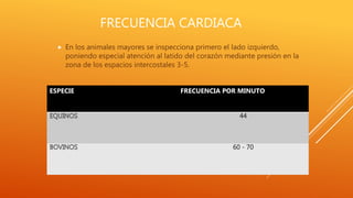 FRECUENCIA CARDIACA
 En los animales mayores se inspecciona primero el lado izquierdo,
poniendo especial atención al latido del corazón mediante presión en la
zona de los espacios intercostales 3-5.
ESPECIE FRECUENCIA POR MINUTO
44
60 - 70
 