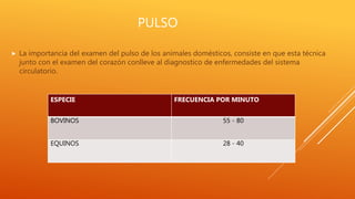 PULSO
 La importancia del examen del pulso de los animales domésticos, consiste en que esta técnica
junto con el examen del corazón conlleve al diagnostico de enfermedades del sistema
circulatorio.
ESPECIE FRECUENCIA POR MINUTO
BOVINOS 55 - 80
EQUINOS 28 - 40
 