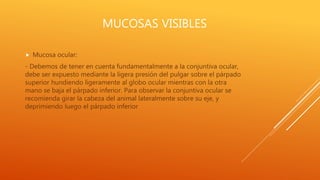 MUCOSAS VISIBLES
 Mucosa ocular:
- Debemos de tener en cuenta fundamentalmente a la conjuntiva ocular,
debe ser expuesto mediante la ligera presión del pulgar sobre el párpado
superior hundiendo ligeramente al globo ocular mientras con la otra
mano se baja el párpado inferior. Para observar la conjuntiva ocular se
recomienda girar la cabeza del animal lateralmente sobre su eje, y
deprimiendo luego el párpado inferior
 