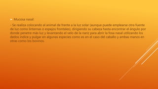  Mucosa nasal:
- Se realiza colocando al animal de frente a la luz solar (aunque puede emplearse otra fuente
de luz como linternas o espejos frontales), dirigiendo su cabeza hasta encontrar el ángulo por
donde penetre más luz y levantando el velo de la nariz para abrir la fosa nasal utilizando los
dedos índice y pulgar en algunas especies como es en el caso del caballo y ambas manos en
otras como los bovinos.
 