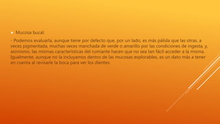  Mucosa bucal:
- Podemos evaluarla, aunque tiene por defecto que, por un lado, es más pálida que las otras, a
veces pigmentada, muchas veces manchada de verde o amarillo por las condiciones de ingesta, y,
asimismo, las mismas características del rumiante hacen que no sea tan fácil acceder a la misma.
Igualmente, aunque no la incluyamos dentro de las mucosas explorables, es un dato más a tener
en cuenta al revisarle la boca para ver los dientes.
 