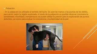  Palpación
- En la palpación es utilizado el sentido del tacto. Se usan las manos o las puntas de los dedos,
para sentir mejor la región explorada. A través de la palpación es posible observar consistencia,
sensibilidad, movilidad y temperatura; se puede utilizar la presión para la exploración de puntos
doloridos, así como para evaluar la consistencia y la elasticidad de la piel.
 