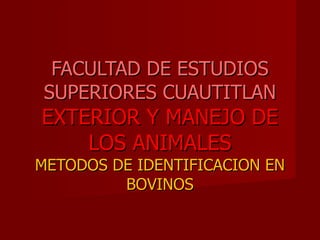 FACULTAD DE ESTUDIOS SUPERIORES CUAUTITLAN EXTERIOR Y MANEJO DE LOS ANIMALES METODOS DE IDENTIFICACION EN BOVINOS 