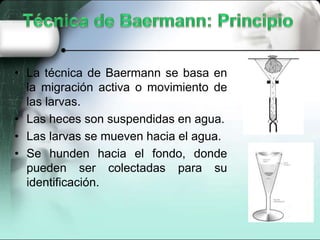 Metodos de Identificacion y Conservacion de Larvas de Nematodos | PPTX