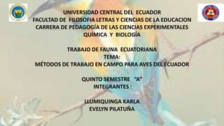 UNIVERSIDAD CENTRAL DEL ECUADOR
FACULTAD DE FILOSOFIA LETRAS Y CIENCIAS DE LA EDUCACION
CARRERA DE PEDAGOGÍA DE LAS CIENCIAS EXPERIMENTALES
QUÍMICA Y BIOLOGÍA
TRABAJO DE FAUNA ECUATORIANA
TEMA:
MÉTODOS DE TRABAJO EN CAMPO PARA AVES DEL ECUADOR
QUINTO SEMESTRE “A”
INTEGRANTES :
LLUMIQUINGA KARLA
EVELYN PILATUÑA
 
