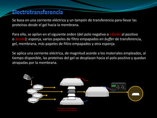 Shots Inmunologicos Metodos inmunologicos | PDF