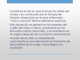 • Comienza el día en que el óvulo ha salido del
  ovario y es conducido por la trompa de
  Falopio, trayectoria en la que el llamado
  “moco cervical” fértil es elemento esencial.
• Esta secreción se genera en las paredes del
  cuello del útero o cérvix, justamente en las
  llamadas criptas cervicales, y se manifiesta en
  la vagina después de concluir la menstruación
• Al paso de los días va adquiriendo
  características que denotarán el momento de
  fecundidad de la mujer, hasta llegar a la
  ovulación
 