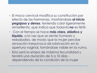 • El moco cervical modifica su constitución por
  efecto de las hormonas, mostrándose al inicio
  pegajoso y denso, teniendo color ligeramente
  amarillento, que indica que todavía no es fértil.
• Con el tiempo se hace más claro, elástico y
  líquido, a la vez que se siente húmedo y
  resbaladizo, de modo que la mujer percibe
  sensación inequívoca de lubricación en la
  apertura vaginal, tornándose visible en la vulva.
• Esta será la etapa de máxima fecundidad y
  tendrá una duración de 5 a 10 días -
  dependiendo de la condición de la mujer
 