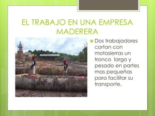 EL TRABAJO EN UNA EMPRESA
MADERERA
Dos trabajadores
cortan con
motosierras un
tronco largo y
pesado en partes
mas pequeñas
para facilitar su
transporte.