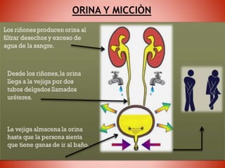 Metodos y procedimientos de recoleccion de muestras. sangre, heces ...