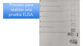 Proceso para
realizar una
prueba ELISA.
 