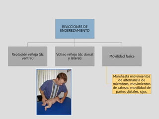 REACCIONES DE
ENDEREZAMIENTO
Reptación refleja (dc
ventral)
Volteo reflejo (dc dorsal
y lateral)
Movilidad fasica
Manifiesta movimientos
de alternancia de
miembros, movimientos
de cabeza, movilidad de
partes distales, ojos.
 