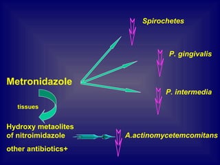 Metronidazole
Spirochetes
P. gingivalis
P. intermedia
A.actinomycetemcomitans
Hydroxy metaolites
of nitroimidazole
+other antibiotics
tissues
 