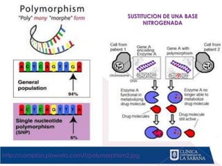 http://compbio.pbworks.com/f/polymorphism2.jpg
SUSTITUCION DE UNA BASE
NITROGENADA
 
