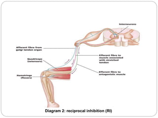 Diagram 2: reciprocal inhibition (RI)
 